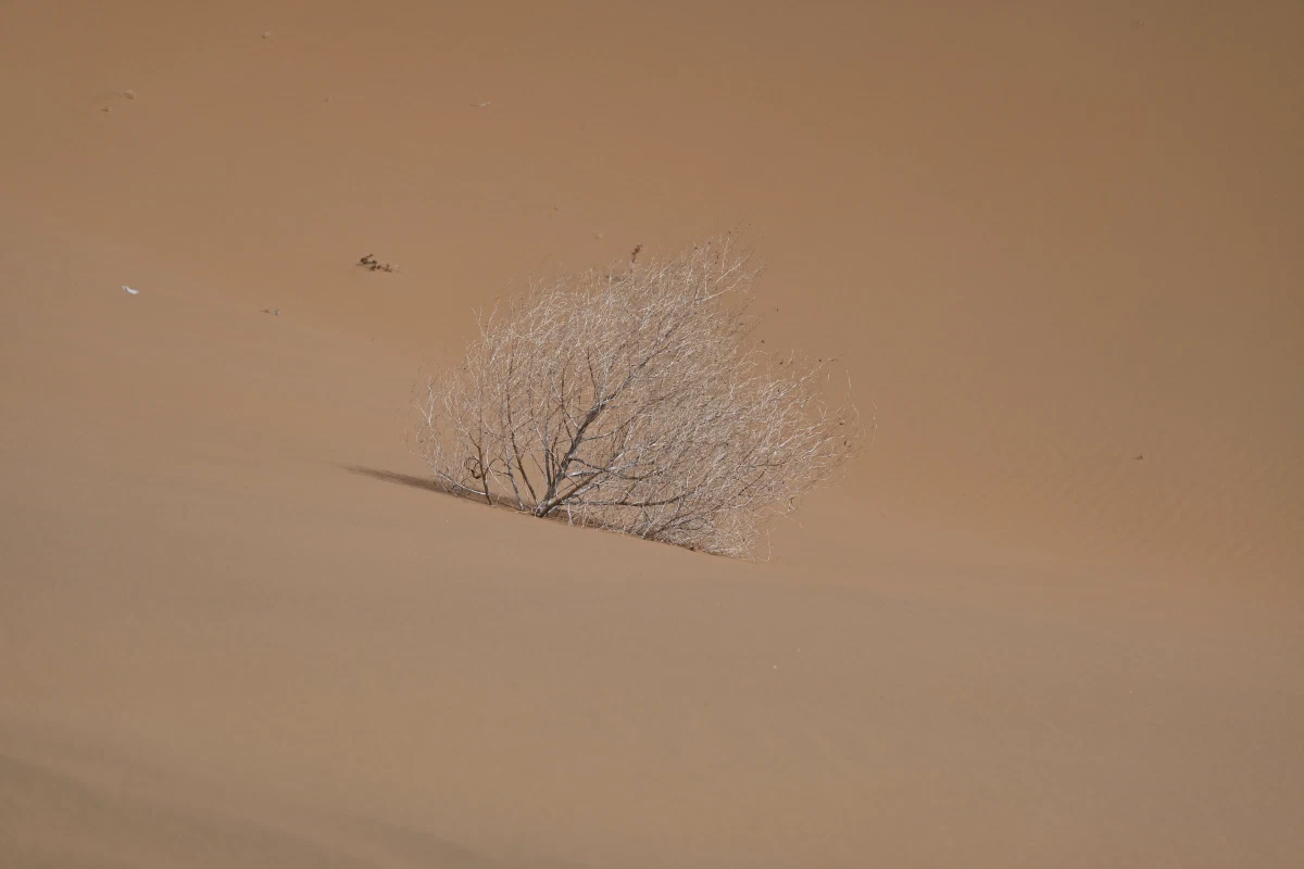 DSC_6353.jpg