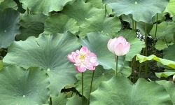 Featured image of post 藕花无数满汀洲